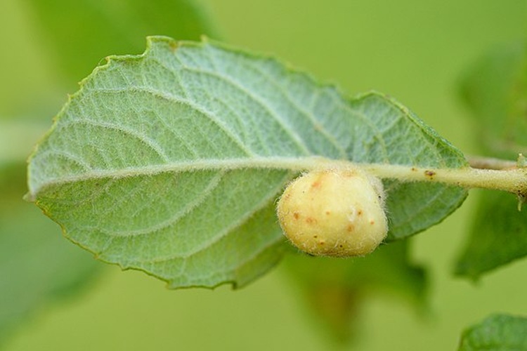 Euura pedunculi &copy; <a href="//commons.wikimedia.org/wiki/User:GillesSM" title="User:GillesSM">Gilles San Martin</a>