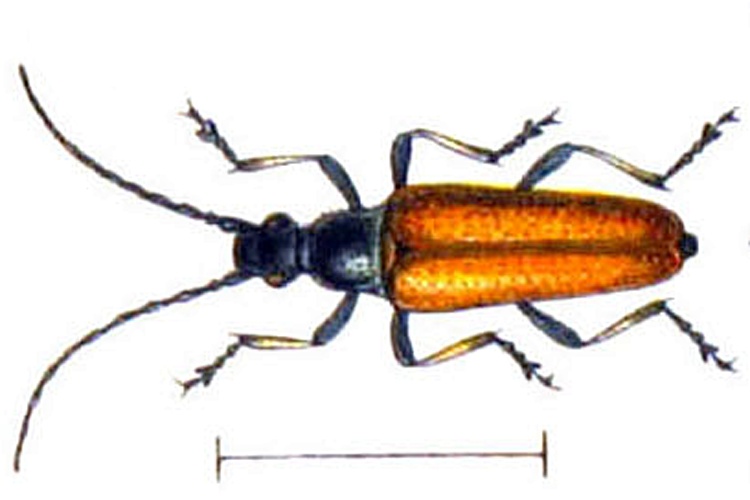 Etorofus pubescens &copy; <bdi><a href="https://en.wikipedia.org/wiki/en:Edmund_Reitter" class="extiw" title="w:en:Edmund Reitter">Edmund Reitter</a>
</bdi>