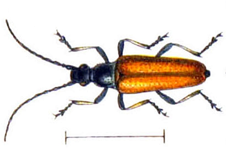 Etorofus pubescens © <bdi><a href="https://en.wikipedia.org/wiki/en:Edmund_Reitter" class="extiw" title="w:en:Edmund Reitter">Edmund Reitter</a>
</bdi>