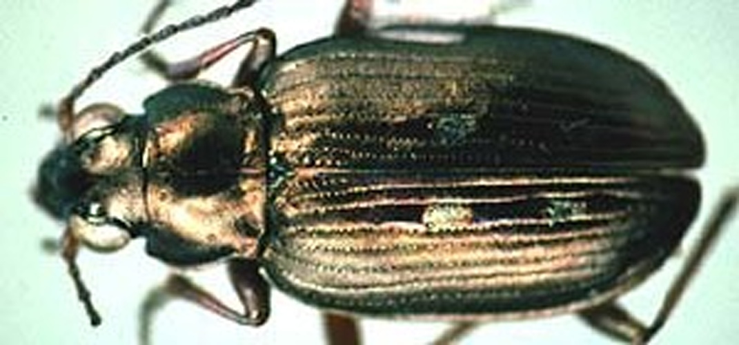 Bembidion velox &copy; David R. Madison