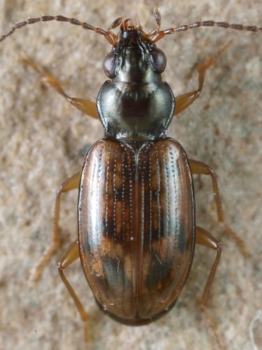 Bembidion (Diplocampa) fumigatum © <table style="width:100%; border:1px solid #aaa; background:#efd; text-align:center"><tbody><tr>
<td>
<a href="//commons.wikimedia.org/wiki/File:Aspitates_ochrearia.jpg" class="image"><img alt="Aspitates ochrearia.jpg" src="https://upload.wikimedia.org/wikipedia/commons/thumb/b/bc/Aspitates_ochrearia.jpg/55px-Aspitates_ochrearia.jpg" decoding="async" width="55" height="41" srcset="https://upload.wikimedia.org/wikipedia/commons/thumb/b/bc/Aspitates_ochrearia.jpg/83px-Aspitates_ochrearia.jpg 1.5x, https://upload.wikimedia.org/wikipedia/commons/thumb/b/bc/Aspitates_ochrearia.jpg/110px-Aspitates_ochrearia.jpg 2x" data-file-width="800" data-file-height="600"></a>
</td>
<td>This image is created by user <a rel="nofollow" class="external text" href="http://waarneming.nl/user/photos/5009">Wim Rubers</a> at <a rel="nofollow" class="external text" href="http://waarneming.nl/">waarneming.nl</a>, a source of nature observations in the Netherlands.
</td>
</tr></tbody></table>