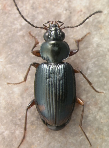 Bembidion biguttatum © David R. Madison