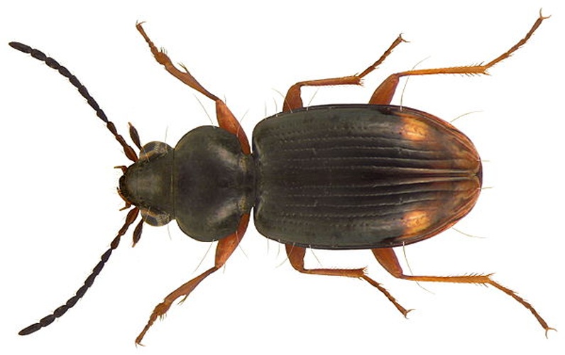 Bembidion guttula © <a rel="nofollow" class="external text" href="https://www.flickr.com/people/30703260@N08">Udo Schmidt</a> from Deutschland