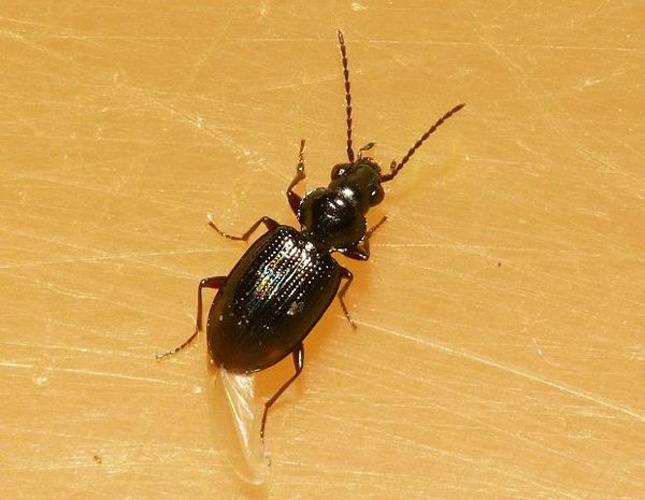 Bembidion lunulatum © <table style="width:100%; border:1px solid #aaa; background:#efd; text-align:center"><tbody><tr>
<td>
<a href="//commons.wikimedia.org/wiki/File:Aspitates_ochrearia.jpg" class="image"><img alt="Aspitates ochrearia.jpg" src="https://upload.wikimedia.org/wikipedia/commons/thumb/b/bc/Aspitates_ochrearia.jpg/55px-Aspitates_ochrearia.jpg" decoding="async" width="55" height="41" srcset="https://upload.wikimedia.org/wikipedia/commons/thumb/b/bc/Aspitates_ochrearia.jpg/83px-Aspitates_ochrearia.jpg 1.5x, https://upload.wikimedia.org/wikipedia/commons/thumb/b/bc/Aspitates_ochrearia.jpg/110px-Aspitates_ochrearia.jpg 2x" data-file-width="800" data-file-height="600"></a>
</td>
<td>This image is created by user <a rel="nofollow" class="external text" href="http://waarneming.nl/user/photos/19474">Dick Belgers</a> at <a rel="nofollow" class="external text" href="http://waarneming.nl/">waarneming.nl</a>, a source of nature observations in the Netherlands.
</td>
</tr></tbody></table>