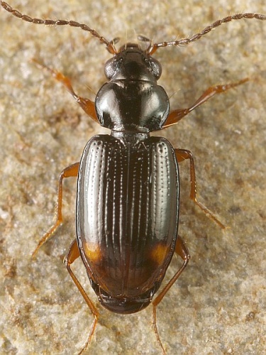 Bembidion mannerheimii © <table style="width:100%; border:1px solid #aaa; background:#efd; text-align:center"><tbody><tr>
<td>
<a href="//commons.wikimedia.org/wiki/File:Aspitates_ochrearia.jpg" class="image"><img alt="Aspitates ochrearia.jpg" src="https://upload.wikimedia.org/wikipedia/commons/thumb/b/bc/Aspitates_ochrearia.jpg/55px-Aspitates_ochrearia.jpg" decoding="async" width="55" height="41" srcset="https://upload.wikimedia.org/wikipedia/commons/thumb/b/bc/Aspitates_ochrearia.jpg/83px-Aspitates_ochrearia.jpg 1.5x, https://upload.wikimedia.org/wikipedia/commons/thumb/b/bc/Aspitates_ochrearia.jpg/110px-Aspitates_ochrearia.jpg 2x" data-file-width="800" data-file-height="600"></a>
</td>
<td>This image is created by user <a rel="nofollow" class="external text" href="http://waarneming.nl/user/photos/5009">Wim Rubers</a> at <a rel="nofollow" class="external text" href="http://waarneming.nl/">waarneming.nl</a>, a source of nature observations in the Netherlands.
</td>
</tr></tbody></table>