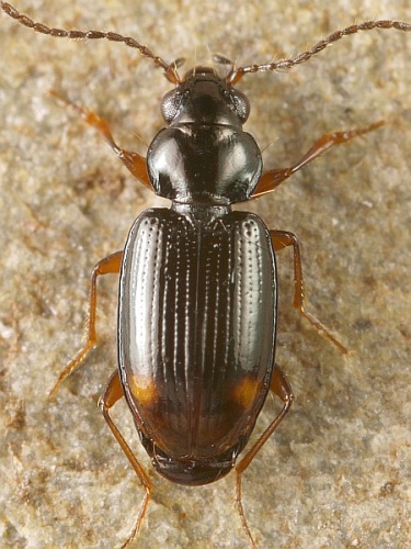 Bembidion mannerheimii &copy; <table style="width:100%; border:1px solid #aaa; background:#efd; text-align:center"><tbody><tr>
<td>
<a href="//commons.wikimedia.org/wiki/File:Aspitates_ochrearia.jpg" class="image"><img alt="Aspitates ochrearia.jpg" src="https://upload.wikimedia.org/wikipedia/commons/thumb/b/bc/Aspitates_ochrearia.jpg/55px-Aspitates_ochrearia.jpg" decoding="async" width="55" height="41" srcset="https://upload.wikimedia.org/wikipedia/commons/thumb/b/bc/Aspitates_ochrearia.jpg/83px-Aspitates_ochrearia.jpg 1.5x, https://upload.wikimedia.org/wikipedia/commons/thumb/b/bc/Aspitates_ochrearia.jpg/110px-Aspitates_ochrearia.jpg 2x" data-file-width="800" data-file-height="600"></a>
</td>
<td>This image is created by user <a rel="nofollow" class="external text" href="http://waarneming.nl/user/photos/5009">Wim Rubers</a> at <a rel="nofollow" class="external text" href="http://waarneming.nl/">waarneming.nl</a>, a source of nature observations in the Netherlands.
</td>
</tr></tbody></table>