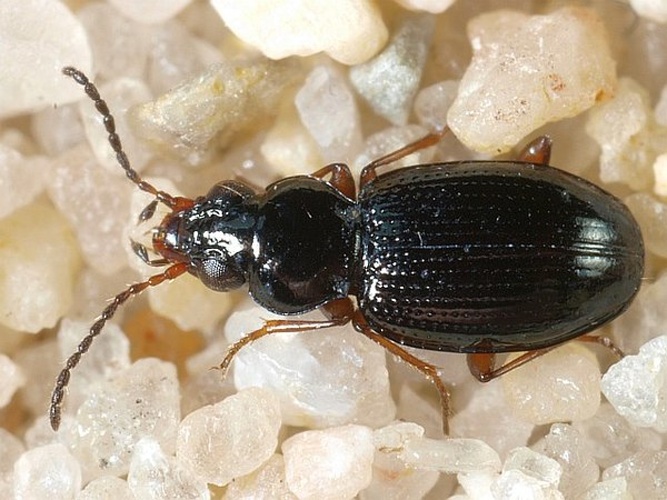 Bembidion gilvipes &copy; <table style="width:100%; border:1px solid #aaa; background:#efd; text-align:center"><tbody><tr>
<td>
<a href="//commons.wikimedia.org/wiki/File:Aspitates_ochrearia.jpg" class="image"><img alt="Aspitates ochrearia.jpg" src="https://upload.wikimedia.org/wikipedia/commons/thumb/b/bc/Aspitates_ochrearia.jpg/55px-Aspitates_ochrearia.jpg" decoding="async" width="55" height="41" srcset="https://upload.wikimedia.org/wikipedia/commons/thumb/b/bc/Aspitates_ochrearia.jpg/83px-Aspitates_ochrearia.jpg 1.5x, https://upload.wikimedia.org/wikipedia/commons/thumb/b/bc/Aspitates_ochrearia.jpg/110px-Aspitates_ochrearia.jpg 2x" data-file-width="800" data-file-height="600"></a>
</td>
<td>This image is created by user <a rel="nofollow" class="external text" href="http://waarneming.nl/user/photos/5009">Wim Rubers</a> at <a rel="nofollow" class="external text" href="http://waarneming.nl/">waarneming.nl</a>, a source of nature observations in the Netherlands.
</td>
</tr></tbody></table>