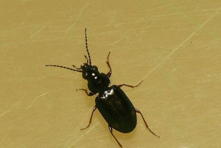 Bembidion doris © <table style="width:100%; border:1px solid #aaa; background:#efd; text-align:center"><tbody><tr>
<td>
<a href="//commons.wikimedia.org/wiki/File:Aspitates_ochrearia.jpg" class="image"><img alt="Aspitates ochrearia.jpg" src="https://upload.wikimedia.org/wikipedia/commons/thumb/b/bc/Aspitates_ochrearia.jpg/55px-Aspitates_ochrearia.jpg" decoding="async" width="55" height="41" srcset="https://upload.wikimedia.org/wikipedia/commons/thumb/b/bc/Aspitates_ochrearia.jpg/83px-Aspitates_ochrearia.jpg 1.5x, https://upload.wikimedia.org/wikipedia/commons/thumb/b/bc/Aspitates_ochrearia.jpg/110px-Aspitates_ochrearia.jpg 2x" data-file-width="800" data-file-height="600"></a>
</td>
<td>This image is created by user <a rel="nofollow" class="external text" href="http://waarneming.nl/user/photos/19474">Dick Belgers</a> at <a rel="nofollow" class="external text" href="http://waarneming.nl/">waarneming.nl</a>, a source of nature observations in the Netherlands.
</td>
</tr></tbody></table>