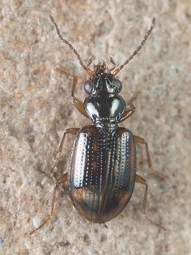 Bembidion octomaculatum © <table style="width:100%; border:1px solid #aaa; background:#efd; text-align:center"><tbody><tr>
<td>
<a href="//commons.wikimedia.org/wiki/File:Aspitates_ochrearia.jpg" class="image"><img alt="Aspitates ochrearia.jpg" src="https://upload.wikimedia.org/wikipedia/commons/thumb/b/bc/Aspitates_ochrearia.jpg/55px-Aspitates_ochrearia.jpg" decoding="async" width="55" height="41" srcset="https://upload.wikimedia.org/wikipedia/commons/thumb/b/bc/Aspitates_ochrearia.jpg/83px-Aspitates_ochrearia.jpg 1.5x, https://upload.wikimedia.org/wikipedia/commons/thumb/b/bc/Aspitates_ochrearia.jpg/110px-Aspitates_ochrearia.jpg 2x" data-file-width="800" data-file-height="600"></a>
</td>
<td>This image is created by user <a rel="nofollow" class="external text" href="http://waarneming.nl/user/photos/5009">Wim Rubers</a> at <a rel="nofollow" class="external text" href="http://waarneming.nl/">waarneming.nl</a>, a source of nature observations in the Netherlands.
</td>
</tr></tbody></table>