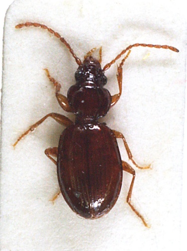 Trechus secalis &copy; Matti Virtala