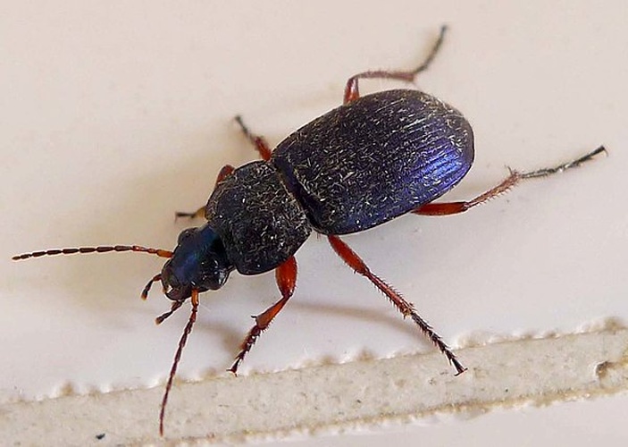 Chlaenius decipiens &copy; <a rel="nofollow" class="external text" href="https://www.flickr.com/people/43272765@N04">gailhampshire</a> from Cradley, Malvern, U.K