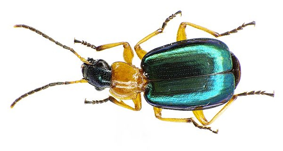 Lebia chlorocephala &copy; <a href="//commons.wikimedia.org/wiki/User:Siga" title="User:Siga">Siga</a>