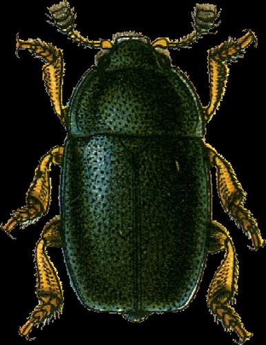 Brassicogethes viridescens © Georgiy Jacobson