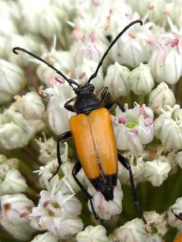 Stictoleptura fulva © <a href="//commons.wikimedia.org/wiki/User:Anevrisme" title="User:Anevrisme">Anevrisme</a>