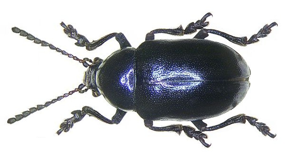 Chrysochus asclepiadeus &copy; <a rel="nofollow" class="external text" href="https://www.flickr.com/people/30703260@N08">Udo Schmidt</a>