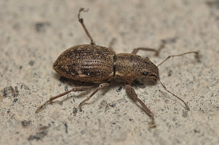 Naupactus cervinus &copy; <a rel="nofollow" class="external text" href="https://www.flickr.com/people/74834643@N07">Pavel Kirillov</a> from St.Petersburg, Russia