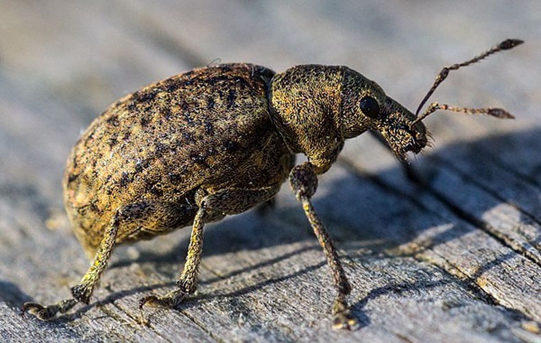 Andrion regensteinense &copy; <a href="//commons.wikimedia.org/wiki/User:Captainpixel" title="User:Captainpixel">Captainpixel</a>