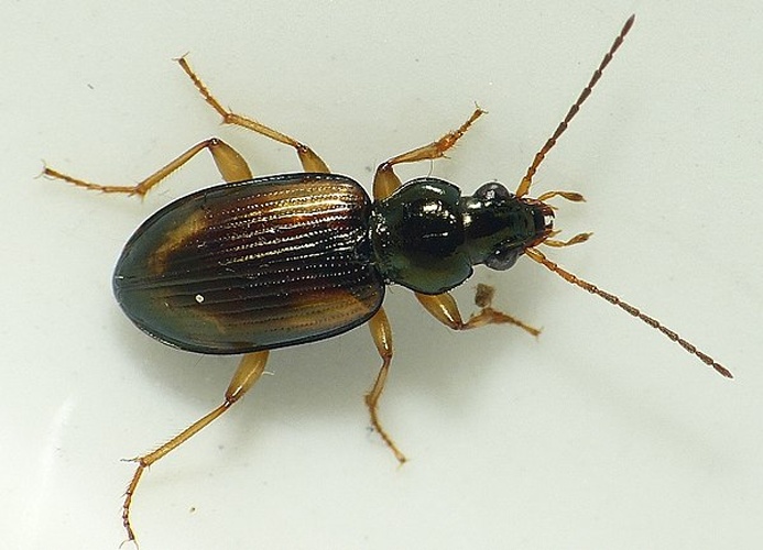 Bembidion femoratum © <table style="width:100%; border:1px solid #aaa; background:#efd; text-align:center"><tbody><tr>
<td>
<a href="//commons.wikimedia.org/wiki/File:Aspitates_ochrearia.jpg" class="image"><img alt="Aspitates ochrearia.jpg" src="https://upload.wikimedia.org/wikipedia/commons/thumb/b/bc/Aspitates_ochrearia.jpg/55px-Aspitates_ochrearia.jpg" decoding="async" width="55" height="41" srcset="https://upload.wikimedia.org/wikipedia/commons/thumb/b/bc/Aspitates_ochrearia.jpg/83px-Aspitates_ochrearia.jpg 1.5x, https://upload.wikimedia.org/wikipedia/commons/thumb/b/bc/Aspitates_ochrearia.jpg/110px-Aspitates_ochrearia.jpg 2x" data-file-width="800" data-file-height="600"></a>
</td>
<td>This image is created by user <a rel="nofollow" class="external text" href="http://waarneming.nl/user/photos/19474">Dick Belgers</a> at <a rel="nofollow" class="external text" href="http://waarneming.nl/">waarneming.nl</a>, a source of nature observations in the Netherlands.
</td>
</tr></tbody></table>