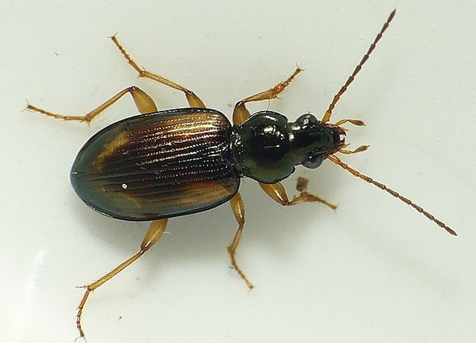 Bembidion femoratum &copy; <table style="width:100%; border:1px solid #aaa; background:#efd; text-align:center"><tbody><tr>
<td>
<a href="//commons.wikimedia.org/wiki/File:Aspitates_ochrearia.jpg" class="image"><img alt="Aspitates ochrearia.jpg" src="https://upload.wikimedia.org/wikipedia/commons/thumb/b/bc/Aspitates_ochrearia.jpg/55px-Aspitates_ochrearia.jpg" decoding="async" width="55" height="41" srcset="https://upload.wikimedia.org/wikipedia/commons/thumb/b/bc/Aspitates_ochrearia.jpg/83px-Aspitates_ochrearia.jpg 1.5x, https://upload.wikimedia.org/wikipedia/commons/thumb/b/bc/Aspitates_ochrearia.jpg/110px-Aspitates_ochrearia.jpg 2x" data-file-width="800" data-file-height="600"></a>
</td>
<td>This image is created by user <a rel="nofollow" class="external text" href="http://waarneming.nl/user/photos/19474">Dick Belgers</a> at <a rel="nofollow" class="external text" href="http://waarneming.nl/">waarneming.nl</a>, a source of nature observations in the Netherlands.
</td>
</tr></tbody></table>