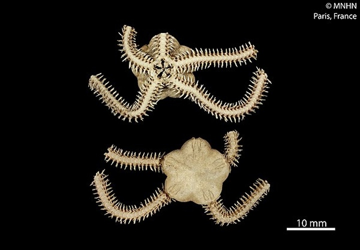 Amphiura joubini © RECOLNAT (ANR-11-INBS-0004) - Marie HENNION - 2014