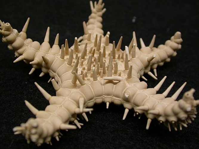 Calliaster elegans © Christopher Mah