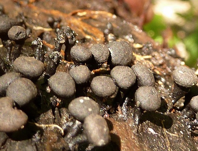 Kretzschmaria clavus © This image was created by user <a rel="nofollow" class="external text" href="https://mushroomobserver.org/observer/show_user/3160">Eduardo A. Esquivel Rios (Eduardo27)</a> at <a rel="nofollow" class="external text" href="https://mushroomobserver.org">Mushroom Observer</a>, a source for mycological images.<br>You can contact this user <a rel="nofollow" class="external text" href="https://mushroomobserver.org/observer/ask_user_question/3160">here</a>.