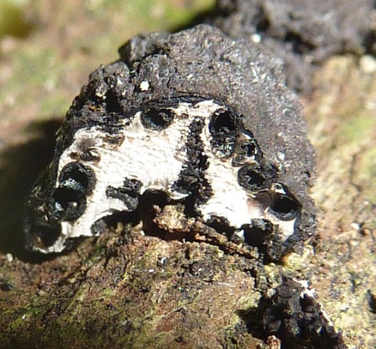 Xylaria anisopleura © This image was created by user <a rel="nofollow" class="external text" href="https://mushroomobserver.org/observer/show_user/3160">Eduardo A. Esquivel Rios (Eduardo27)</a> at <a rel="nofollow" class="external text" href="https://mushroomobserver.org">Mushroom Observer</a>, a source for mycological images.<br>You can contact this user <a rel="nofollow" class="external text" href="https://mushroomobserver.org/observer/ask_user_question/3160">here</a>.