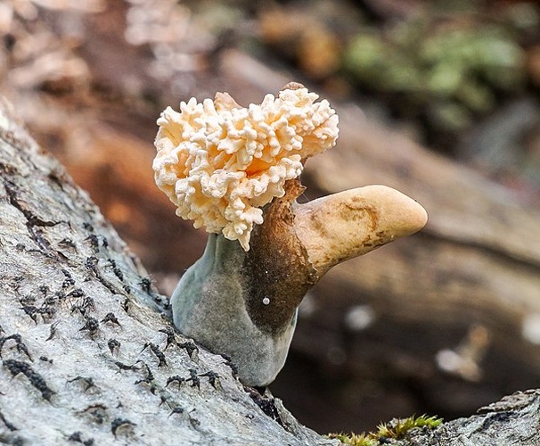Xylaria cubensis &copy; This image was created by user <a rel="nofollow" class="external text" href="https://mushroomobserver.org/observer/show_user/7066">Bill Sheehan (B_Sheehan)</a> at <a rel="nofollow" class="external text" href="https://mushroomobserver.org">Mushroom Observer</a>, a source for mycological images.<br>You can contact this user <a rel="nofollow" class="external text" href="https://mushroomobserver.org/observer/ask_user_question/7066">here</a>.