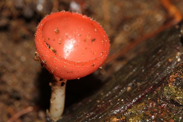 Cookeina speciosa © <a href="//commons.wikimedia.org/wiki/User:Davidvraju" title="User:Davidvraju">Davidvraju</a>