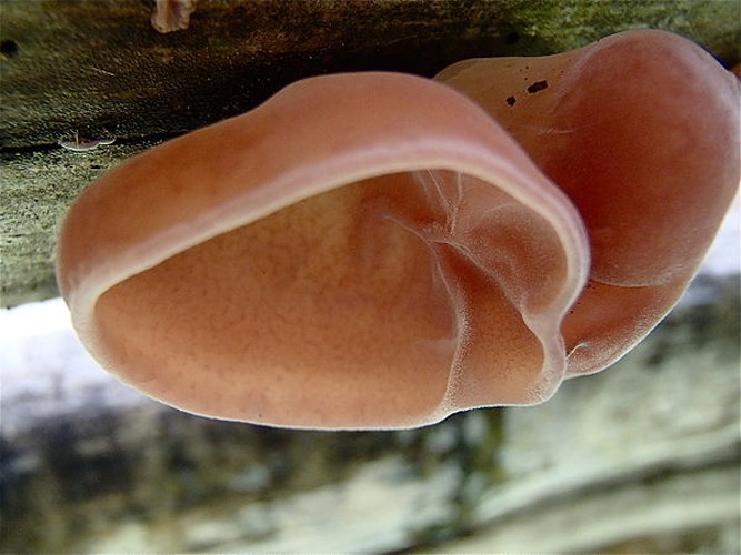 Auricularia fuscosuccinea © Susanne Sourell (suse)
