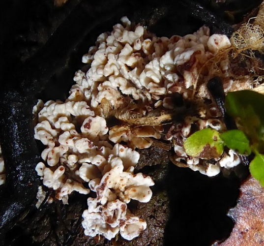 Stereopsis hiscens &copy; Peter de Lange