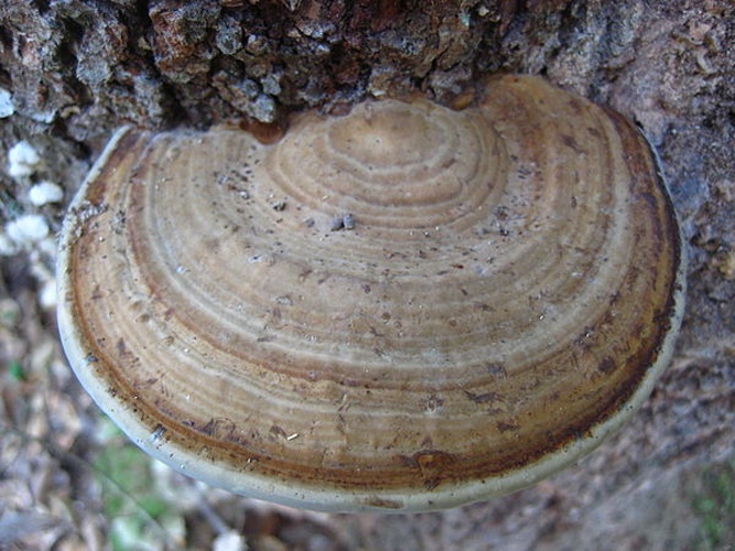 Fomes fasciatus &copy; <a rel="nofollow" class="external text" href="https://mushroomobserver.org/observer/show_user/3249">Adam Arendell (julius)</a>