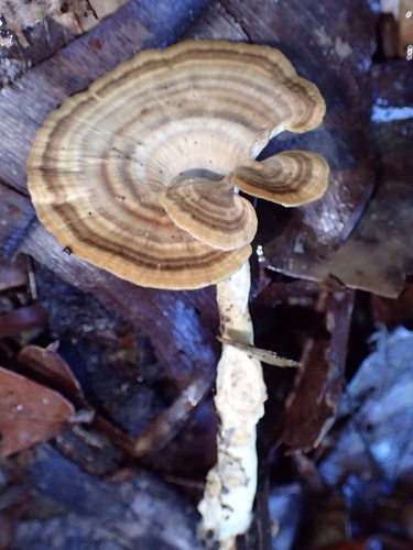 Microporellus dealbatus &copy; This image was created by user <a rel="nofollow" class="external text" href="https://mushroomobserver.org/observer/show_user/5659">Susanne Sourell (suse)</a> at <a rel="nofollow" class="external text" href="https://mushroomobserver.org">Mushroom Observer</a>, a source for mycological images.<br>You can contact this user <a rel="nofollow" class="external text" href="https://mushroomobserver.org/observer/ask_user_question/5659">here</a>.