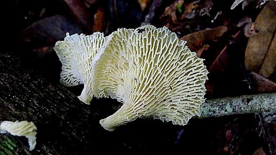 Polyporus tenuiculus &copy; <a rel="nofollow" class="external text" href="https://www.flickr.com/people/12589168@N00">Alex Popovkin, Bahia, Brazil</a> from Brazil