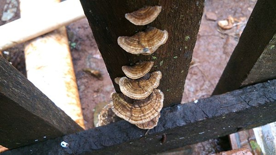 Pycnoporus sanguineus © <a href="//commons.wikimedia.org/w/index.php?title=User:Dhyesley&amp;action=edit&amp;redlink=1" class="new" title="User:Dhyesley (page does not exist)">Dhyesley B. Gomes</a>