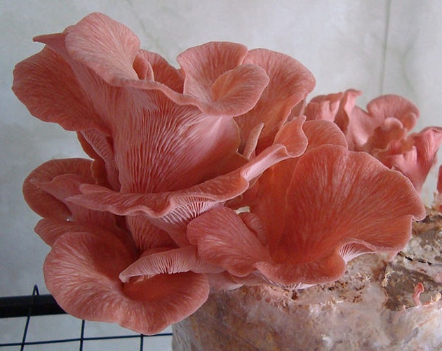 Pleurotus djamor &copy; <ul>
<li>
<a href="//commons.wikimedia.org/wiki/File:Pleurotus_djamor.jpg" title="File:Pleurotus djamor.jpg">Pleurotus_djamor.jpg</a>: <a href="//commons.wikimedia.org/w/index.php?title=User:Gerly123&amp;action=edit&amp;redlink=1" class="new" title="User:Gerly123 (page does not exist)">Gerly123</a>
</li>
<li>derivative work: <a href="//commons.wikimedia.org/w/index.php?title=User:Ak_ccm&amp;action=edit&amp;redlink=1" class="new" title="User:Ak ccm (page does not exist)">Ak ccm</a>
</li>
</ul>