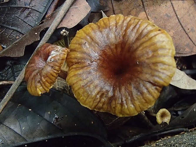 Gerronema cyathiforme © This image was created by user <a rel="nofollow" class="external text" href="https://mushroomobserver.org/observer/show_user/5659">Susanne Sourell (suse)</a> at <a rel="nofollow" class="external text" href="https://mushroomobserver.org">Mushroom Observer</a>, a source for mycological images.<br>You can contact this user <a rel="nofollow" class="external text" href="https://mushroomobserver.org/observer/ask_user_question/5659">here</a>.