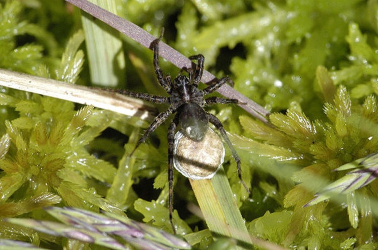 Piratula latitans &copy; James K. Lindsey