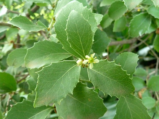 Maytenus undata © <a href="//commons.wikimedia.org/wiki/User:JMK" title="User:JMK">JMK</a>