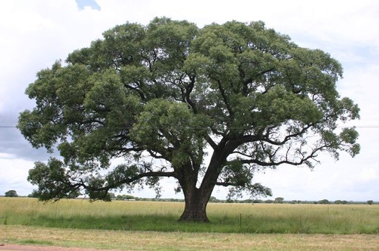 Sclerocarya birrea © <a href="//commons.wikimedia.org/w/index.php?title=User:Rotational&amp;action=edit&amp;redlink=1" class="new" title="User:Rotational (page does not exist)">Rotational</a>