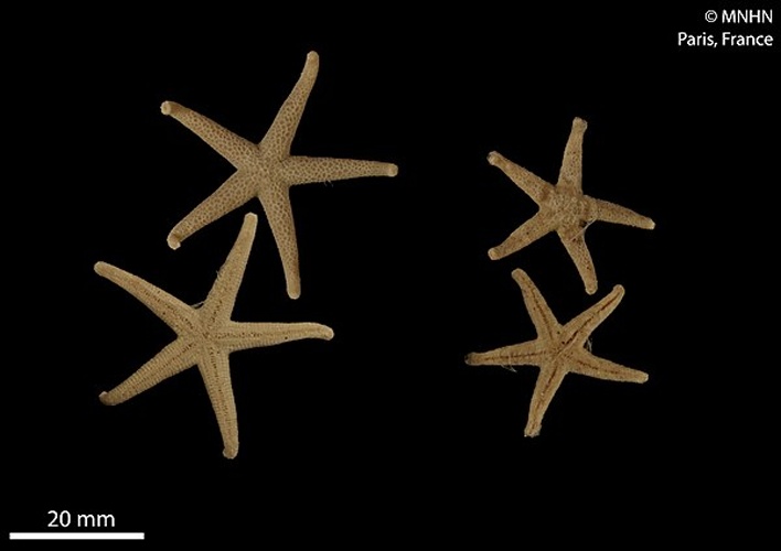 Henricia obesa © RECOLNAT (ANR-11-INBS-0004) - Marie HENNION - 2018