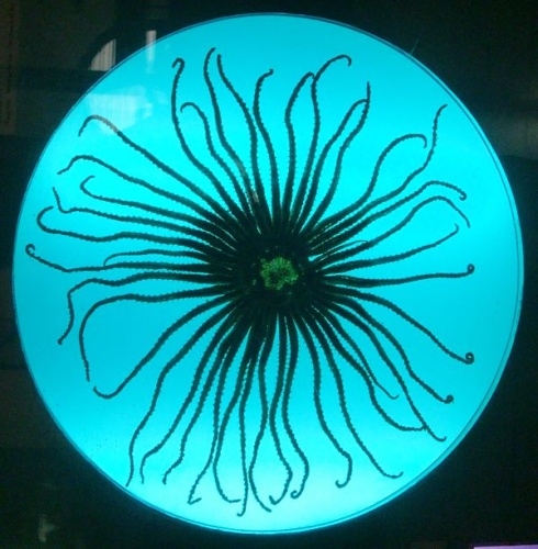 Labidiaster annulatus &copy; <a href="//commons.wikimedia.org/wiki/User:WereSpielChequers" title="User:WereSpielChequers">WereSpielChequers</a>