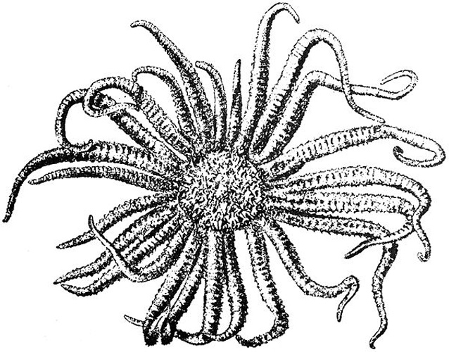 Labidiaster radiosus &copy; <span lang="en">Unknown</span>.<br>The author of the picture is not given, although it might be the author of the encyclopedia entry <a href="https://cs.wikipedia.org/wiki/s:Autor:Anton%C3%ADn_%C5%A0tolc" class="extiw" title="cs:s:Autor:Antonín Štolc">Antonín Štolc</a>.<br>Autor obrázku není uveden, ovšem je možné, že jím je  <a href="https://cs.wikipedia.org/wiki/s:Autor:Anton%C3%ADn_%C5%A0tolc" class="extiw" title="cs:s:Autor:Antonín Štolc">Antonín Štolc</a>, autor textu encyklopedického hesla Hvězdice.