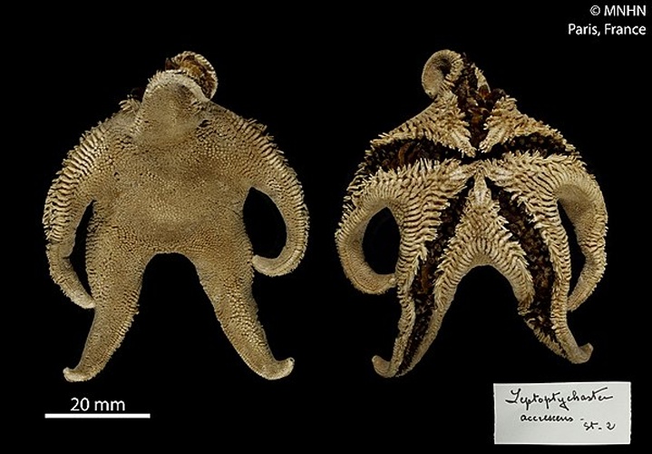 Macroptychaster accrescens © RECOLNAT (ANR-11-INBS-0004) - Marie HENNION - 2016