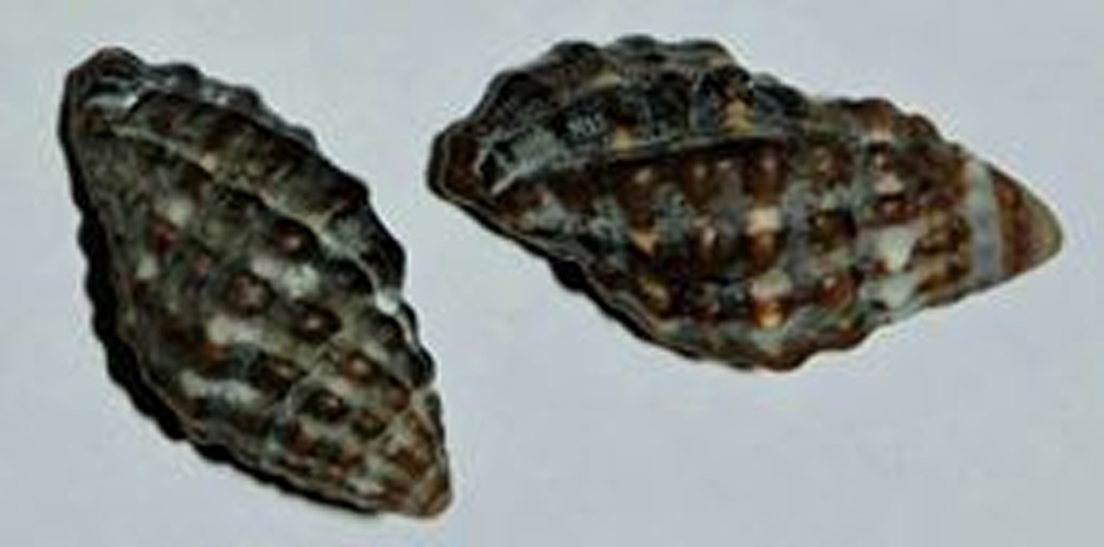 Morula nodulosa &copy; <a href="//commons.wikimedia.org/wiki/User:M%C3%A1rio_NET" title="User:Mário NET">Mário NET</a>