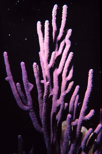 Eunicea flexuosa © NOAA