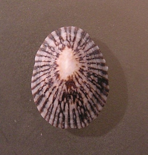 Lottia antillarum &copy; <a rel="nofollow" class="external text" href="https://www.biolib.cz/en/person/id3973/">Jan Delsing</a>