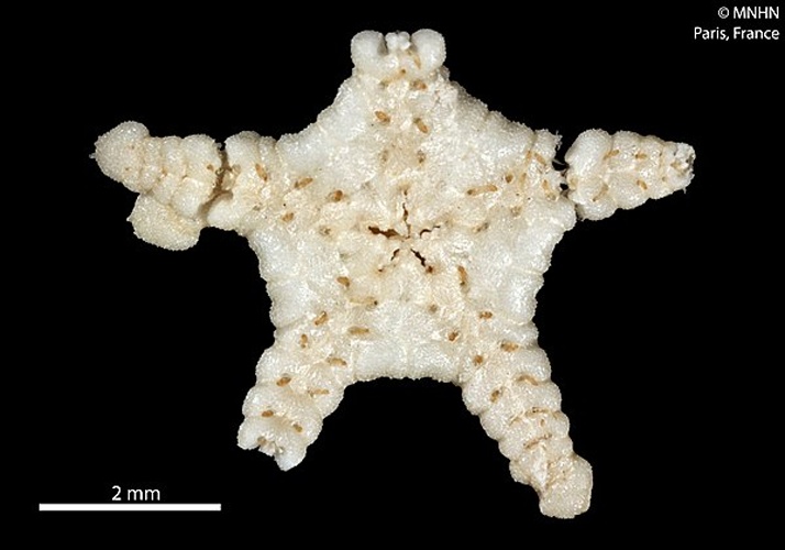 Ophiuraster belyaevi &copy; RECOLNAT (ANR-11-INBS-0004) - Marie HENNION - 2014