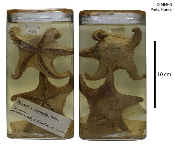 Glabraster antarctica &copy; MNHN - Marie HENNION - 2018