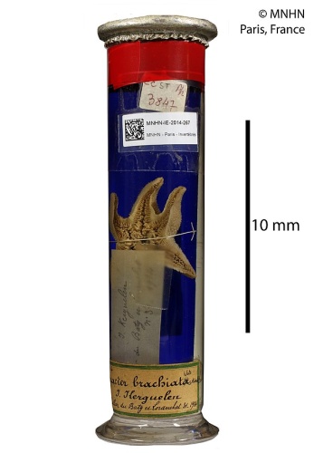 Pteraster affinis &copy; RECOLNAT (ANR-11-INBS-0004) - Marie HENNION - 2016